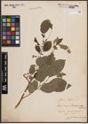 Foto von Salix caprea L.